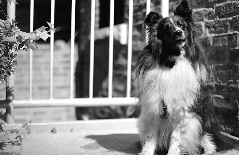 Turbo sitting with ears up at the back door of Centrifuge.