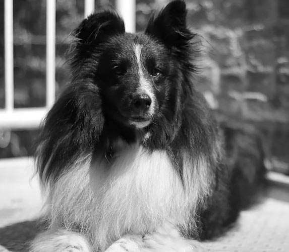 Turbo laying down at back door of Centrifuge