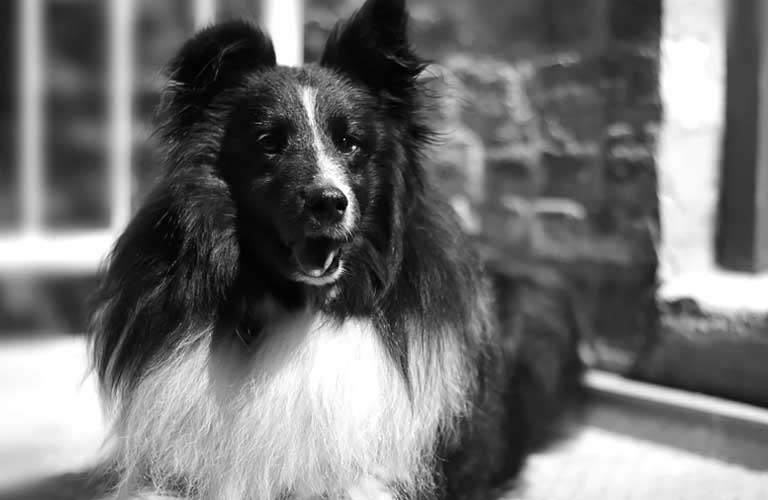 Turbo sheltie black and white office dog in front of Centrifuge back door.
